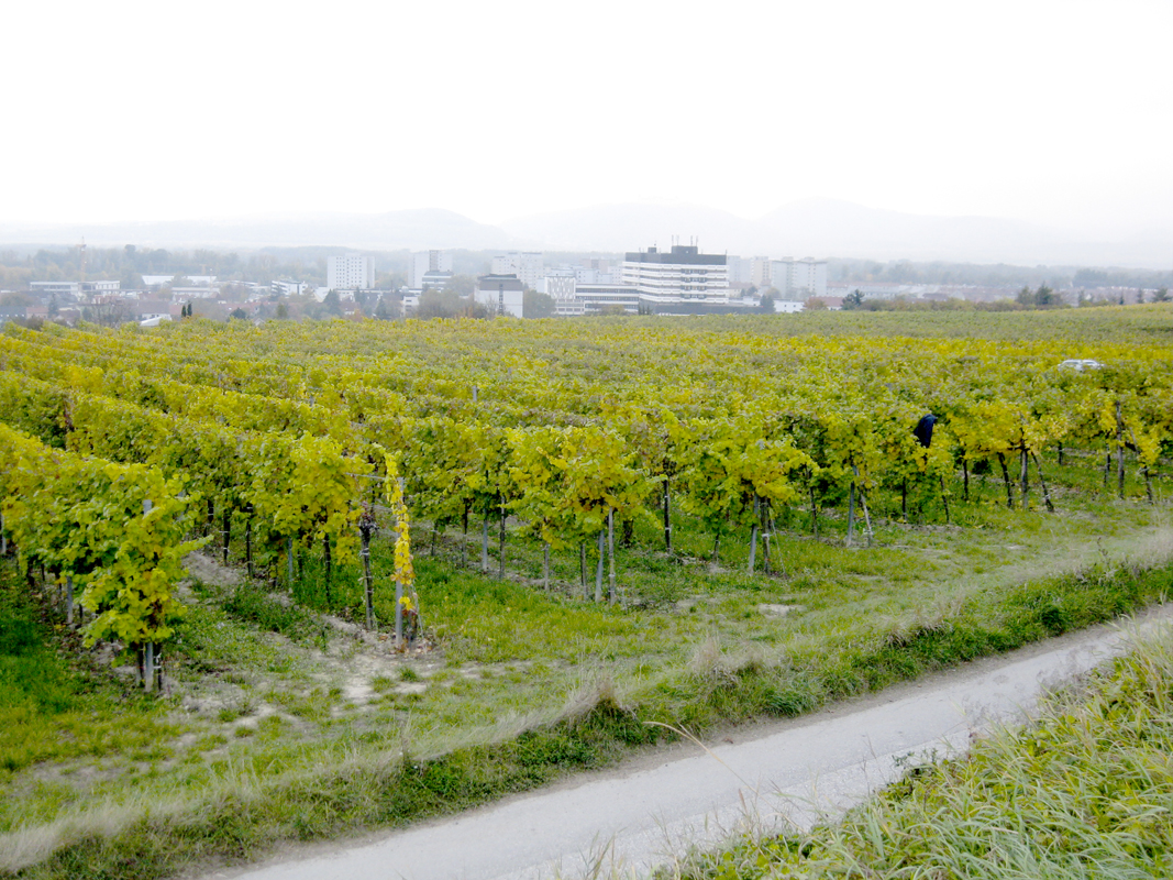 Weingarten