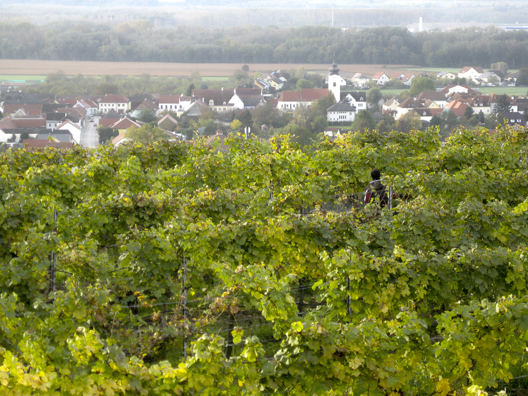 Weingarten